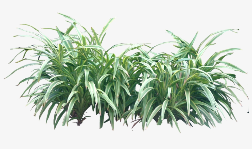 Tropical Plant Pictures - Bushes Png, transparent png #678856