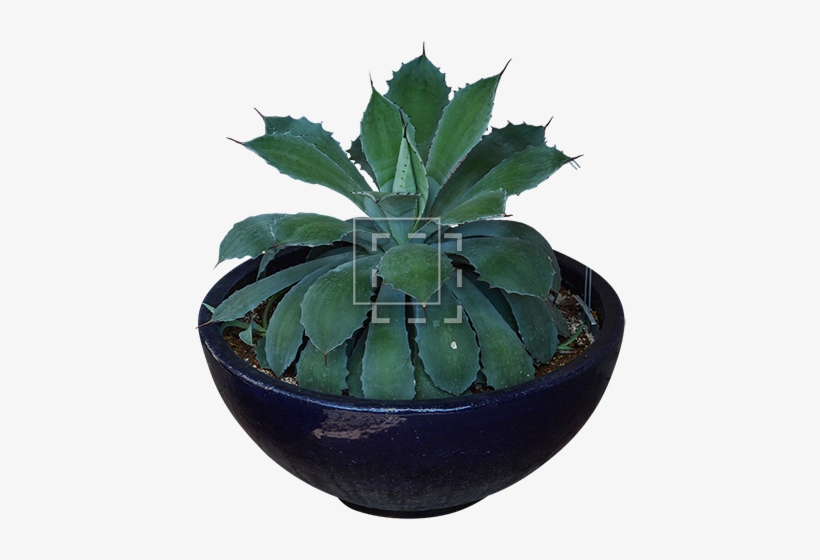 Parent Category - Agave Azul, transparent png #678925