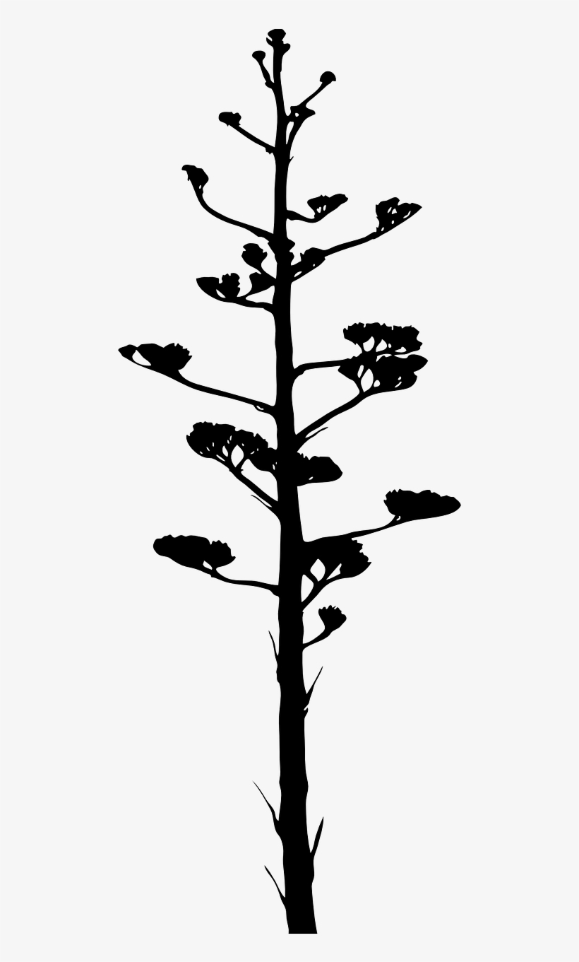 Jpg Black And White Bark Bloom Branch Free Photo From - Oysa Olgunlaşmamışım Mehmet Sirri Aygün Kafekültür, transparent png #679007