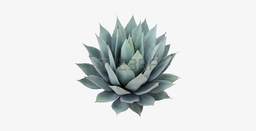 Cycad - Succulent Plant Wall Sticker, transparent png #679230