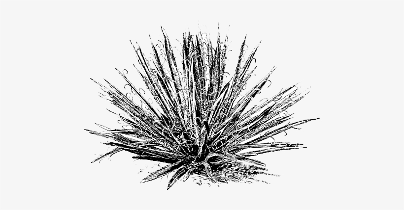 “in - Agave, transparent png #679497