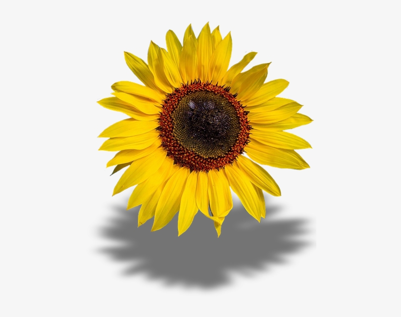 Sun Flower, Transparent Background, Png - Sonnenblume Png, transparent png #679958