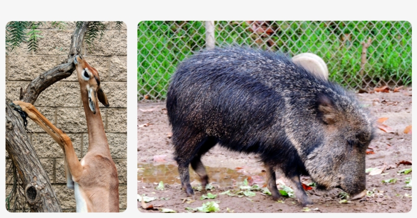 Other Than The Gorillas, This Furry Little Pig Stole, transparent png #6700702