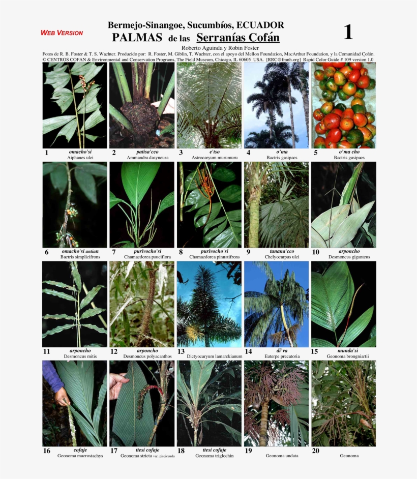 Sucumbíos Serranías Cofán Palms, transparent png #6701952