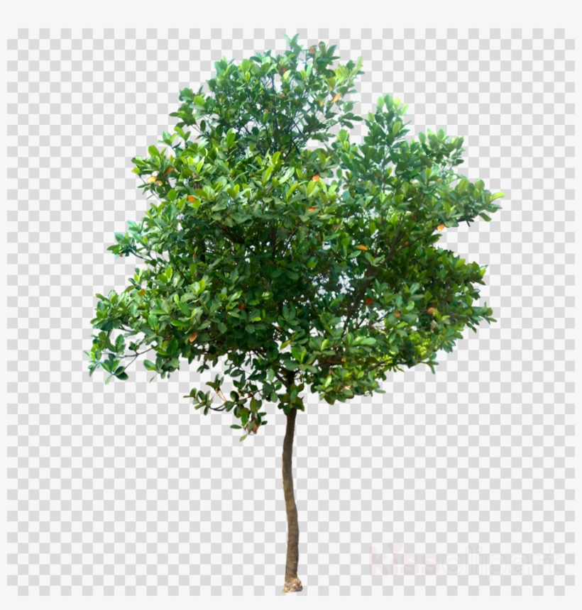Oak Tree Png, transparent png #6702291