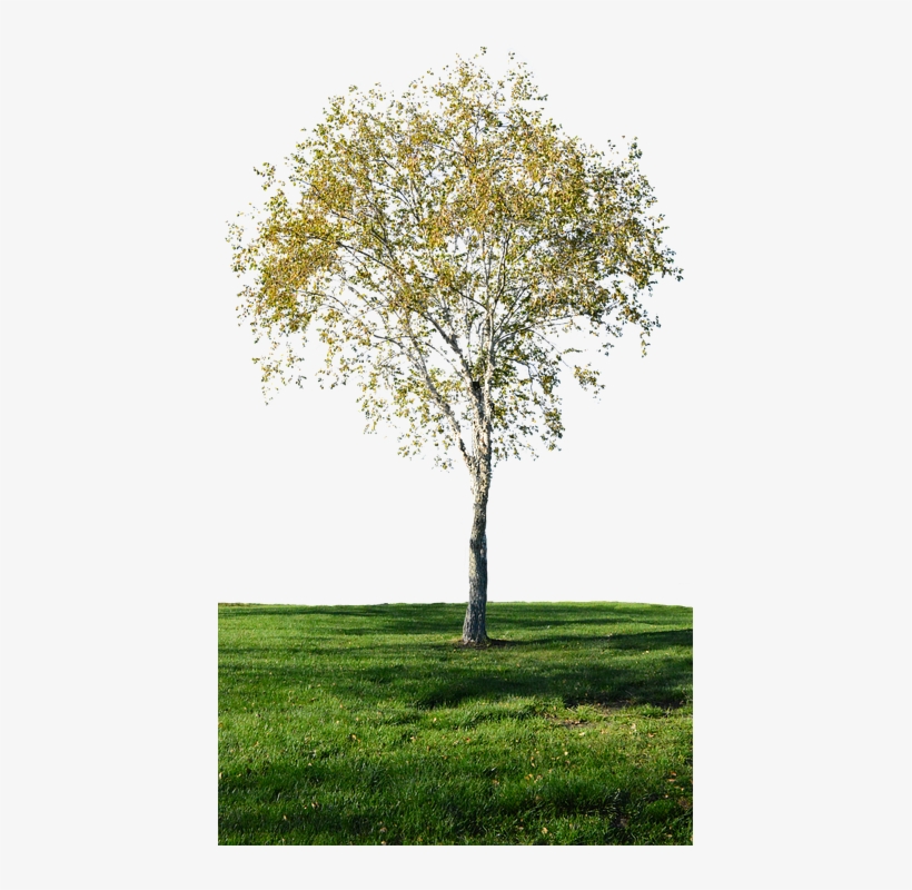Tree With No Background, Grass, Landscape, Green, transparent png #6708807