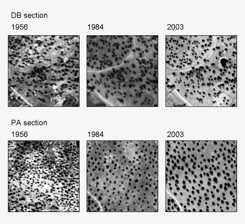 Comparison Of Stand Development 1956 , 1984 (center),, transparent png #6710527