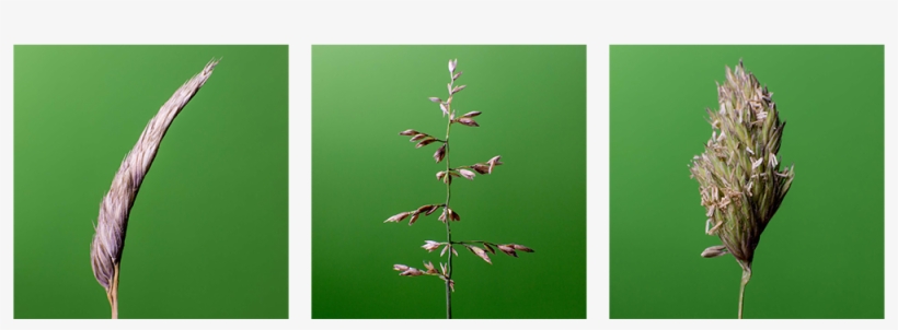 Pause, To Perceive The World, transparent png #6712248