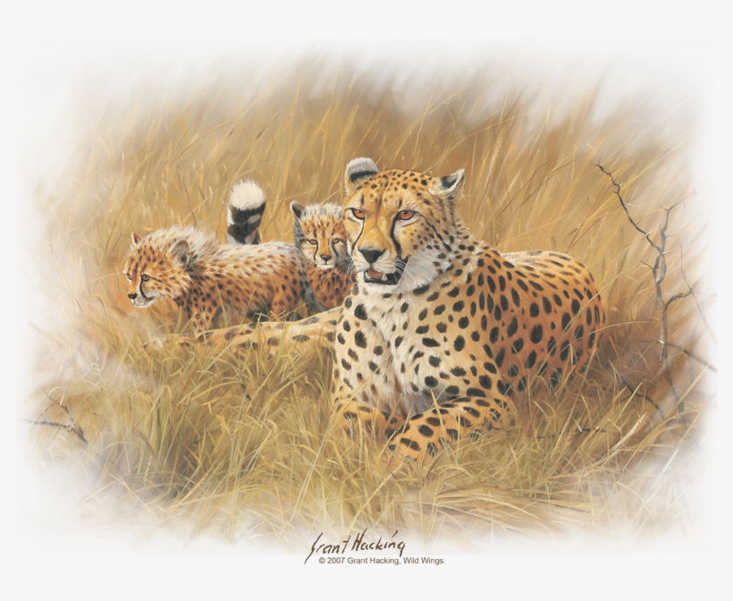 Wildlife Cheetah Family Youth T Shirt, transparent png #6712714