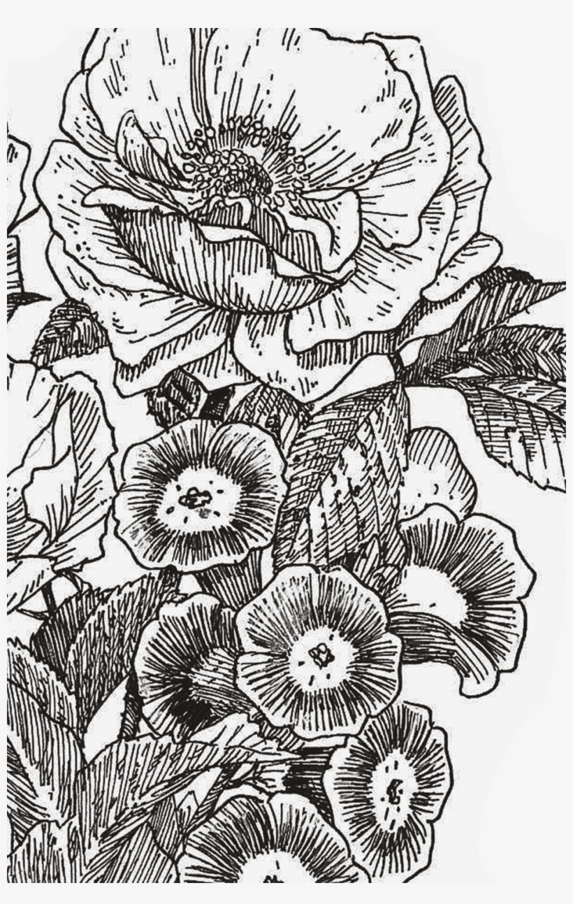 $50 Food And Beverage Credit Per Day, transparent png #6718645