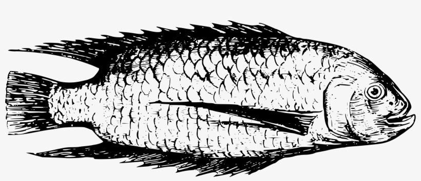 This Free Icons Png Design Of Fish From Lake Tanganyika, transparent png #6719665