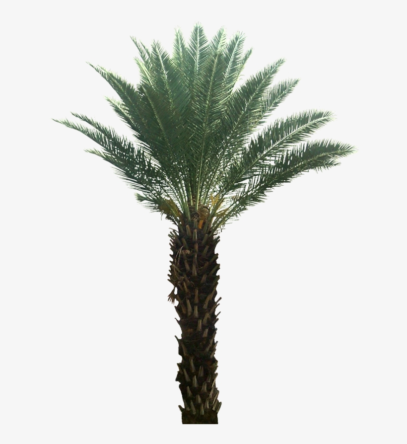 Png Trees For Photoshop, transparent png #6724493