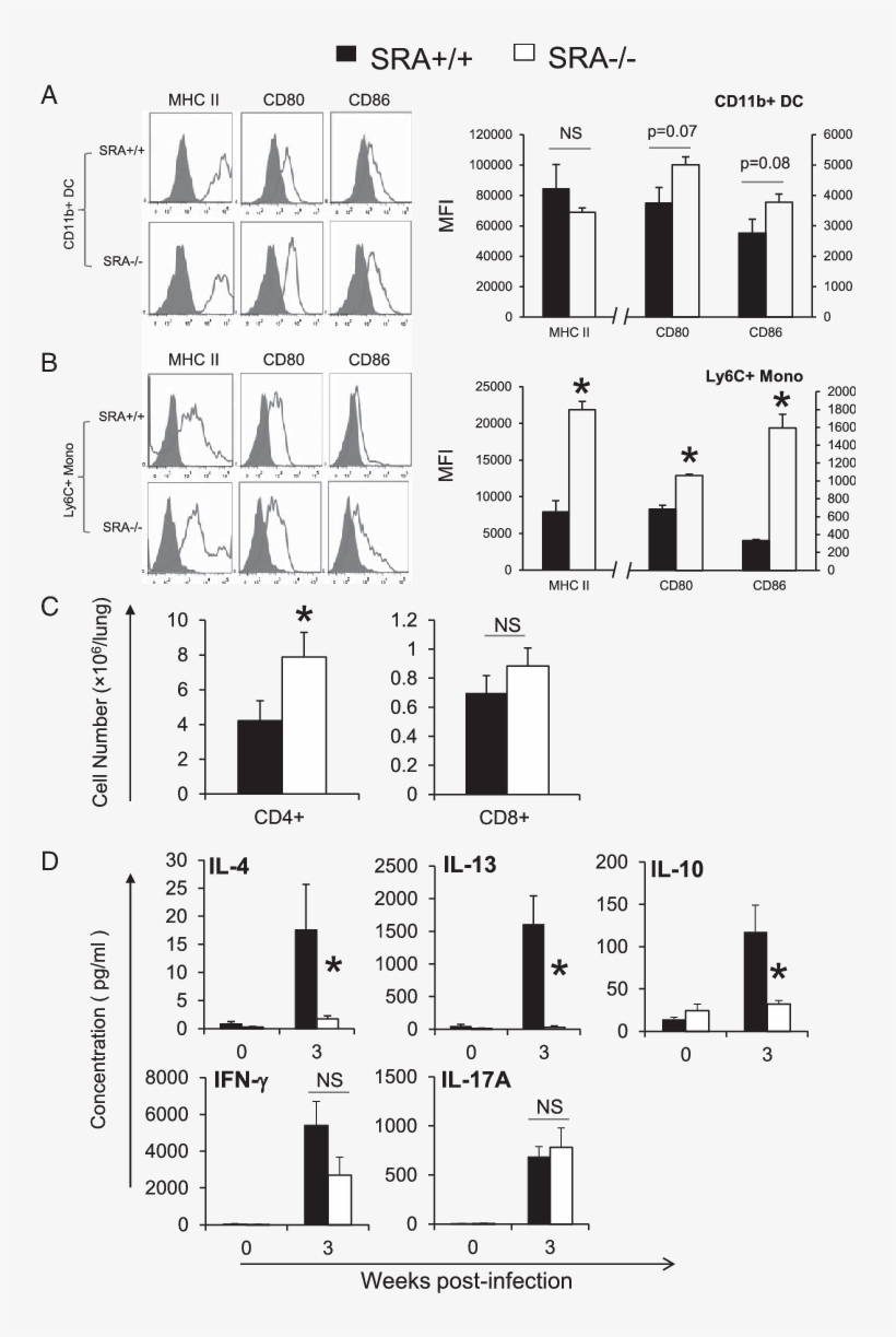Effect Of Sra On Pulmonary Immune Polarization, transparent png #6733726