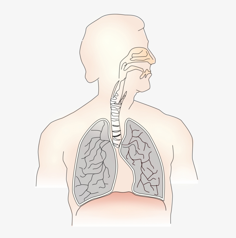 Inhalation Lung Exhalation Respiratory System Trachea, transparent png #6733790