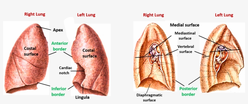Lungs Anatomy Qa Apex Of Axilla Base Of Axilla, transparent png #6734436
