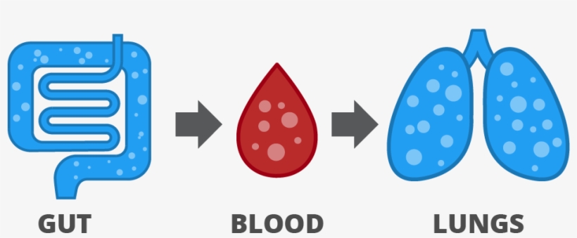 Fermentation In The Gut Causes The Release Of Gases,, transparent png #6734444