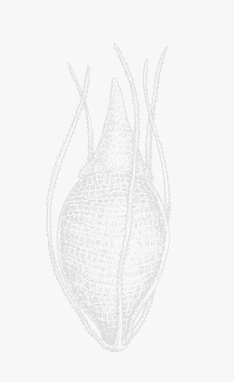 Rhynchospora Fusca Ef 123, transparent png #6735022