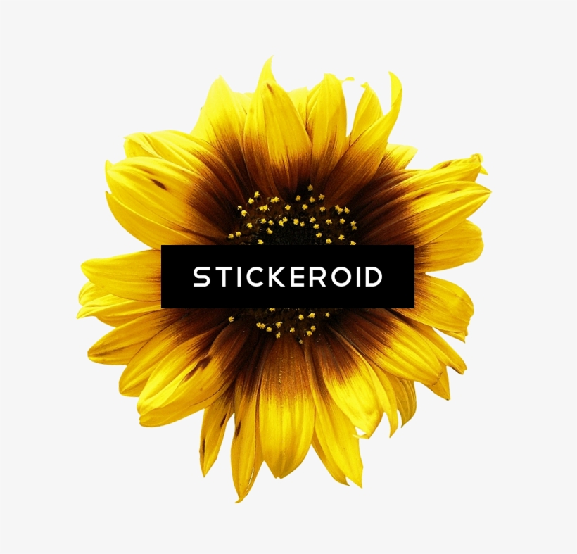 Sunflower, transparent png #6739148