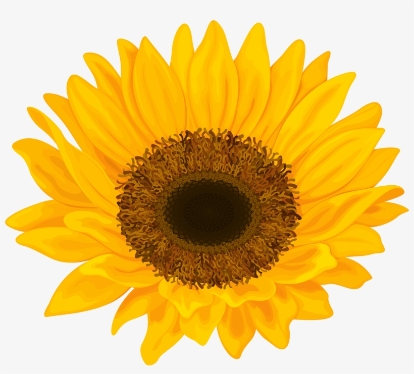 Sun Flower Png, transparent png #6739429