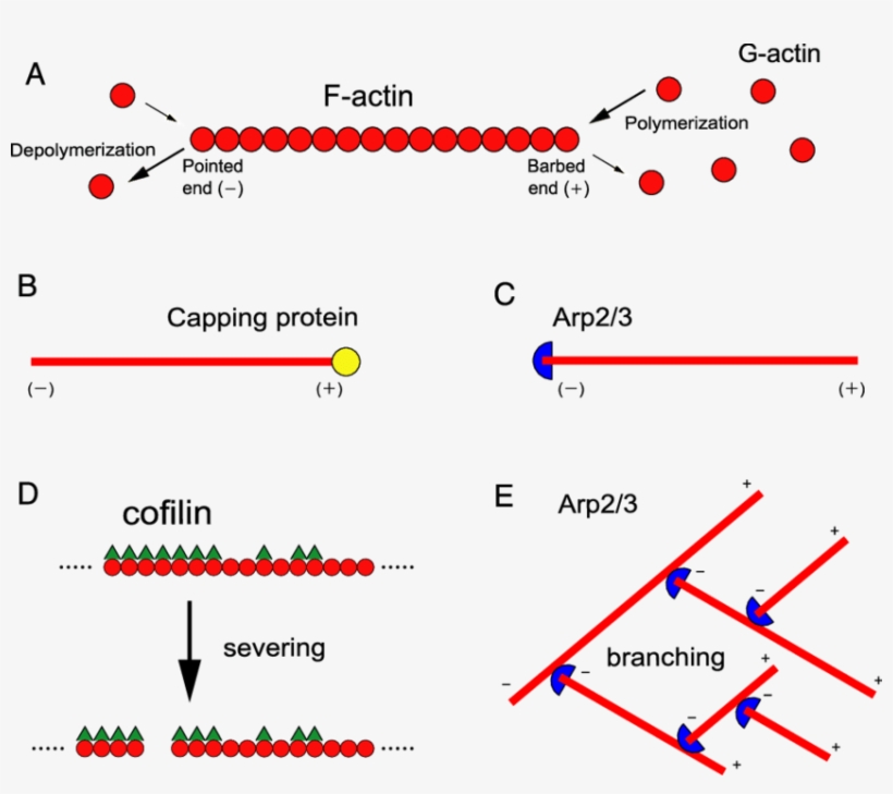 Filamentous Actin (f Actin) Is A Polar Polymer Consisting, transparent png #6739786