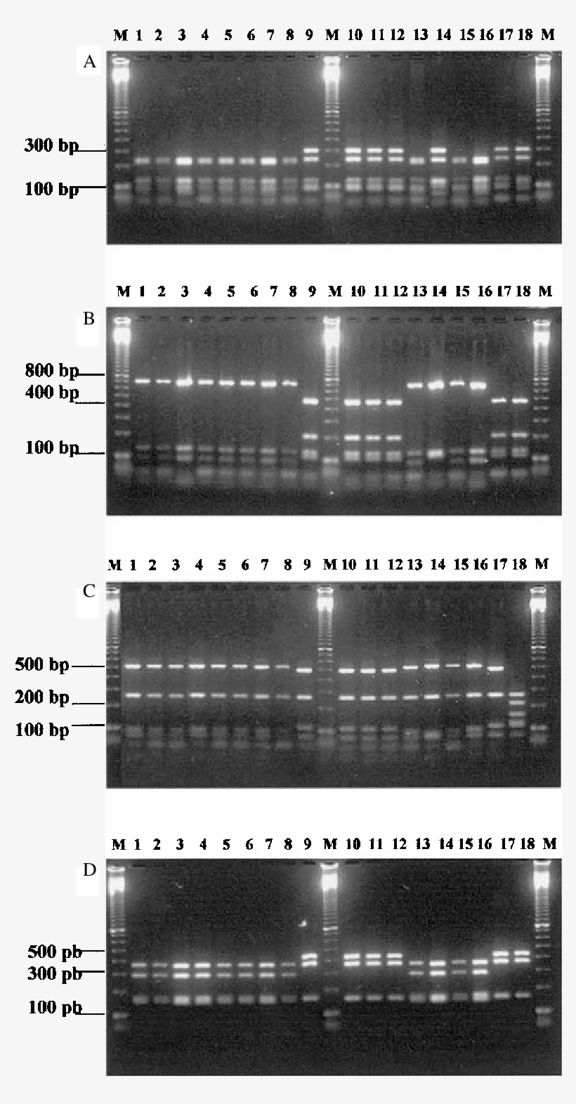 Pcr Rflp Of The 16s 23s Rdna Spacer Regions Digested, transparent png #6760308