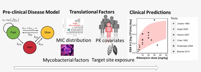 An Outline Of The Different Components Of The Preclinical, transparent png #6761422