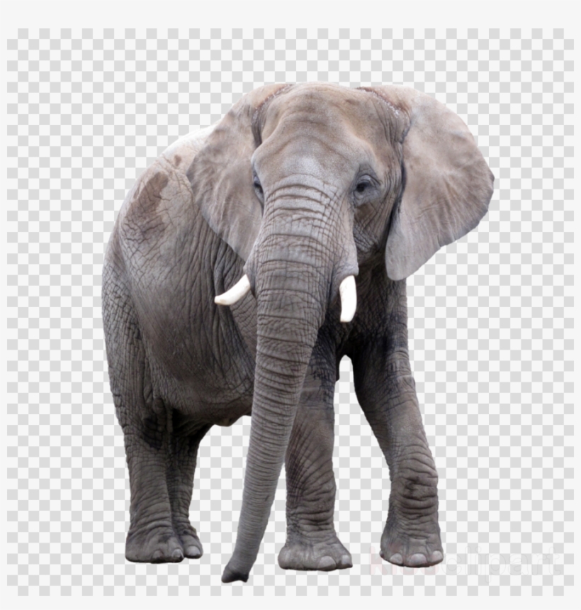 Medieval Door Texture Clipart Texture Mapping Zbrush, transparent png #6765212