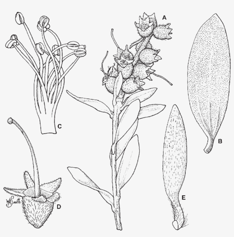 Branchlet With Young Infructescence ×3, transparent png #6765466