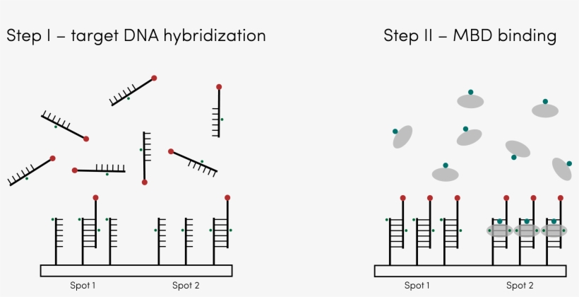 This Year, Ucsd Igem Team Has Successfully Built Upon, transparent png #6783070
