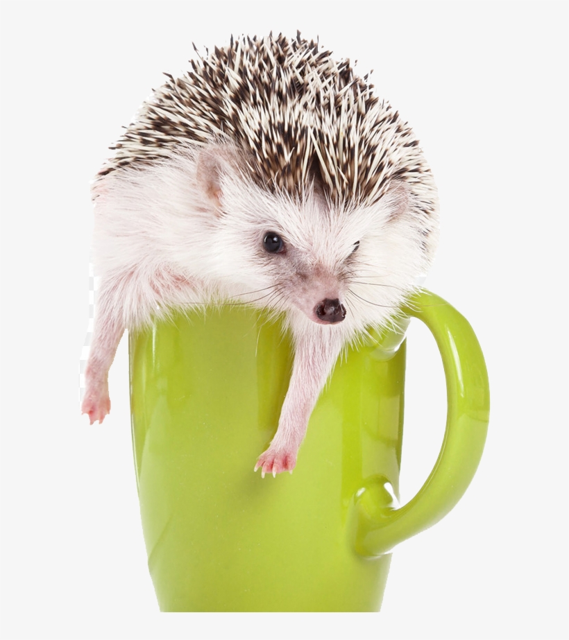 Hedgehog Png, transparent png #6791034