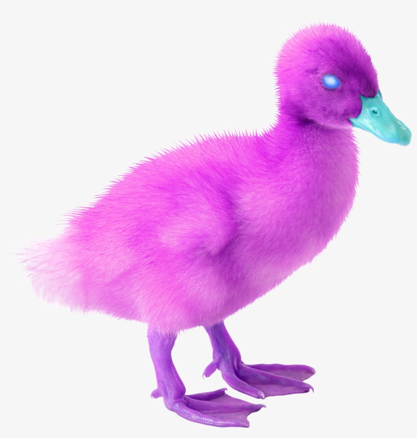 Omega Duck, transparent png #6795007