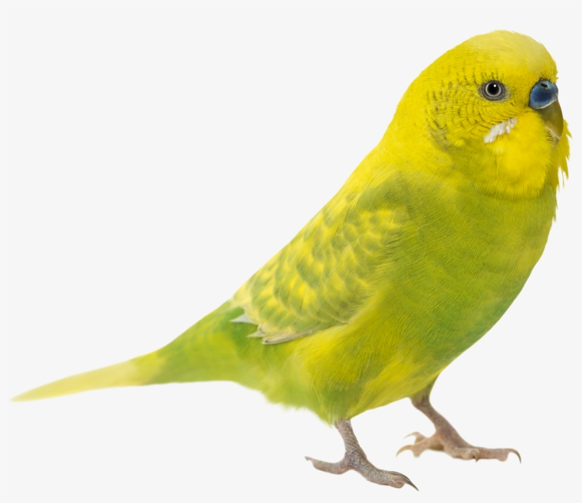 Go To Image, transparent png #6799920