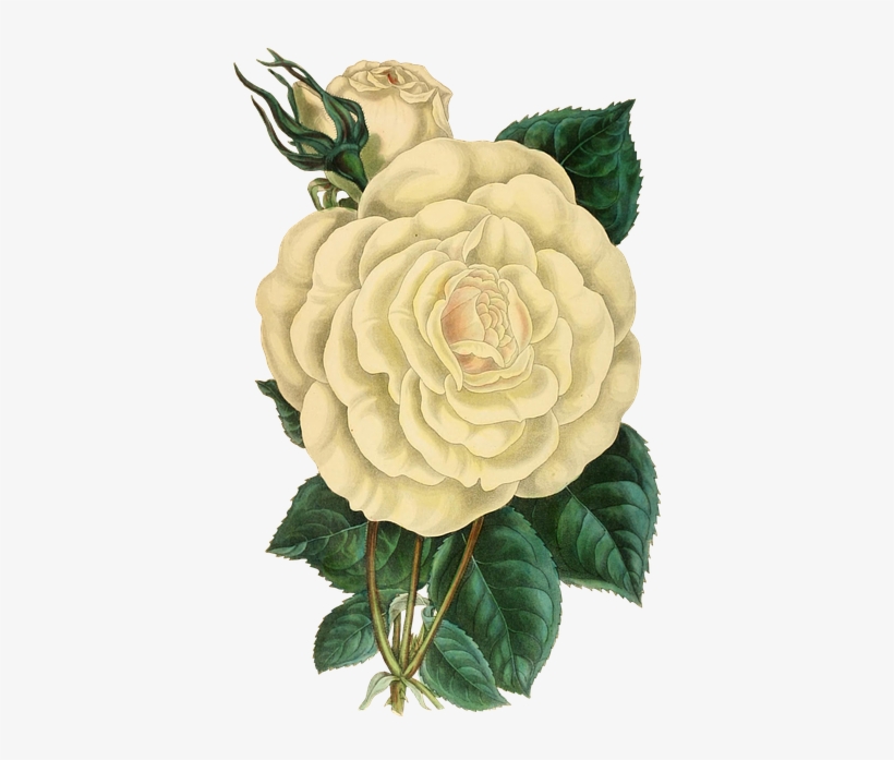 Be Not Afraid Of The Unthinkiable Within You - Botanical White Rose Png, transparent png #680205