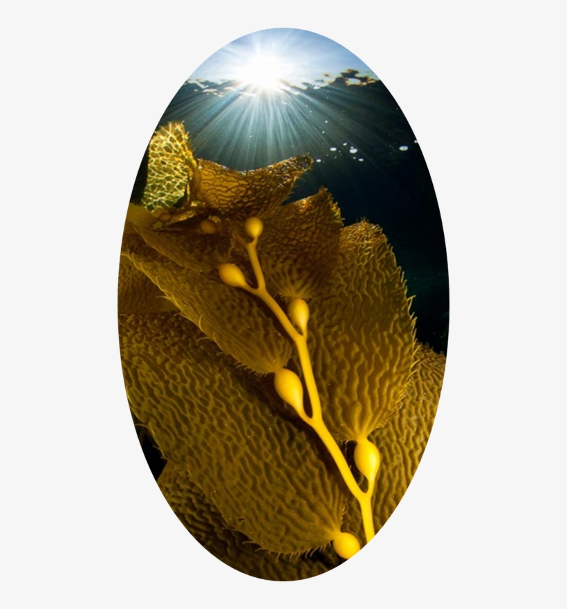 Introduction - Seaweed, transparent png #681919