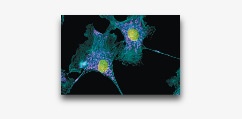 Fluor - Molecule, transparent png #682064