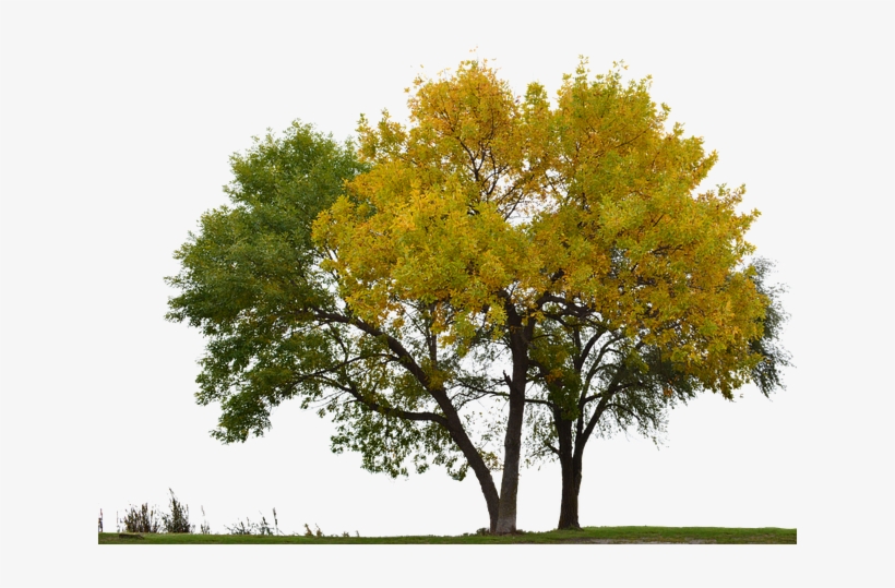 Forest, transparent png #682092