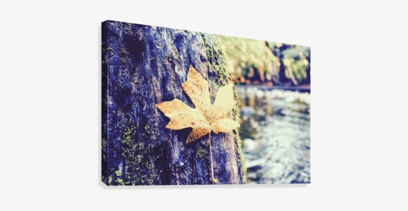 Maple Leaf On The Tree With River And Forest Background - Poster: Timla's Maple Leaf Lay On The Tree With Blurry, transparent png #682128