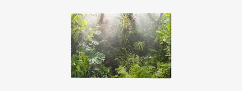 Tropical Forest Background, transparent png #682314