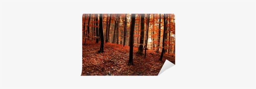 Forest, transparent png #682914