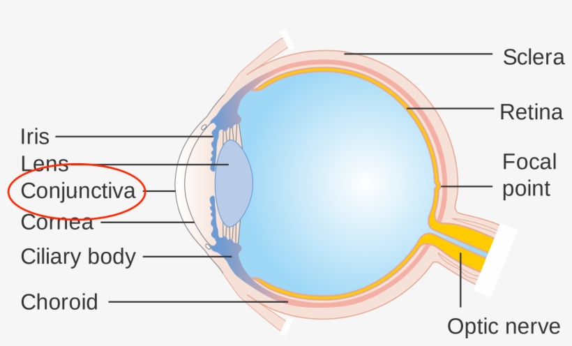 Lebron's Injury Happened Under The Conjunctiva Hence, - Eye, transparent png #683249