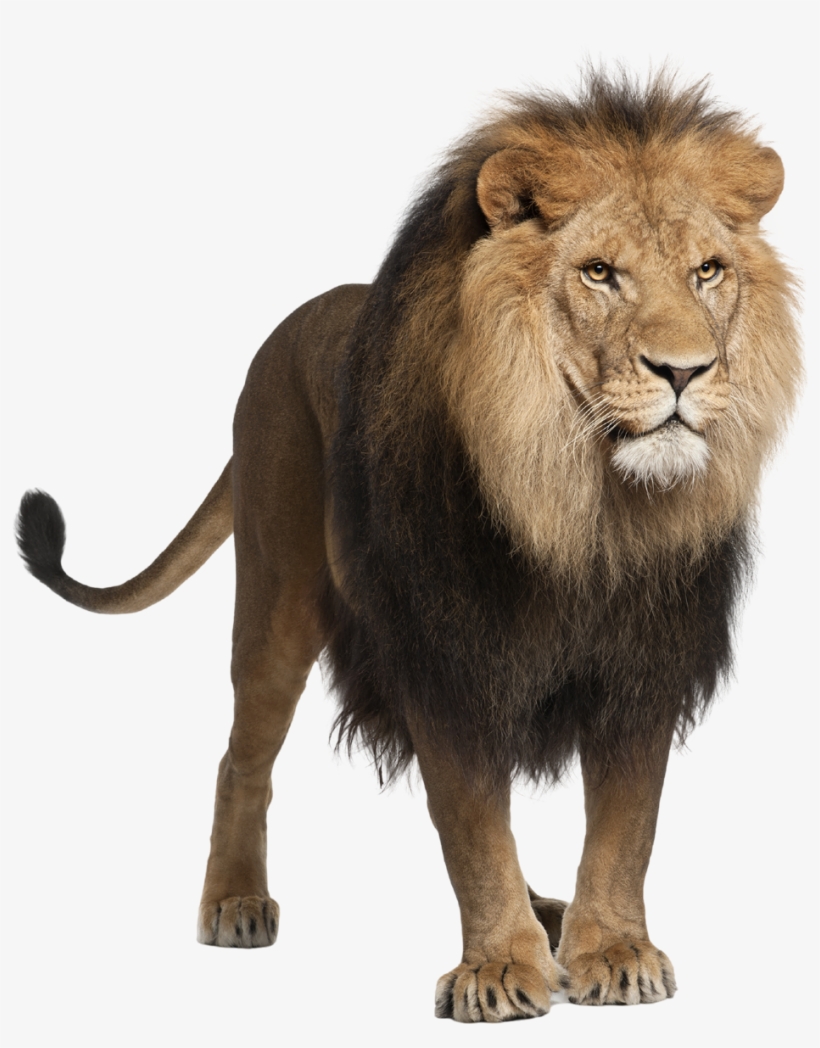 Hd Lion Png Photo - Animal Png Hd, transparent png #683565