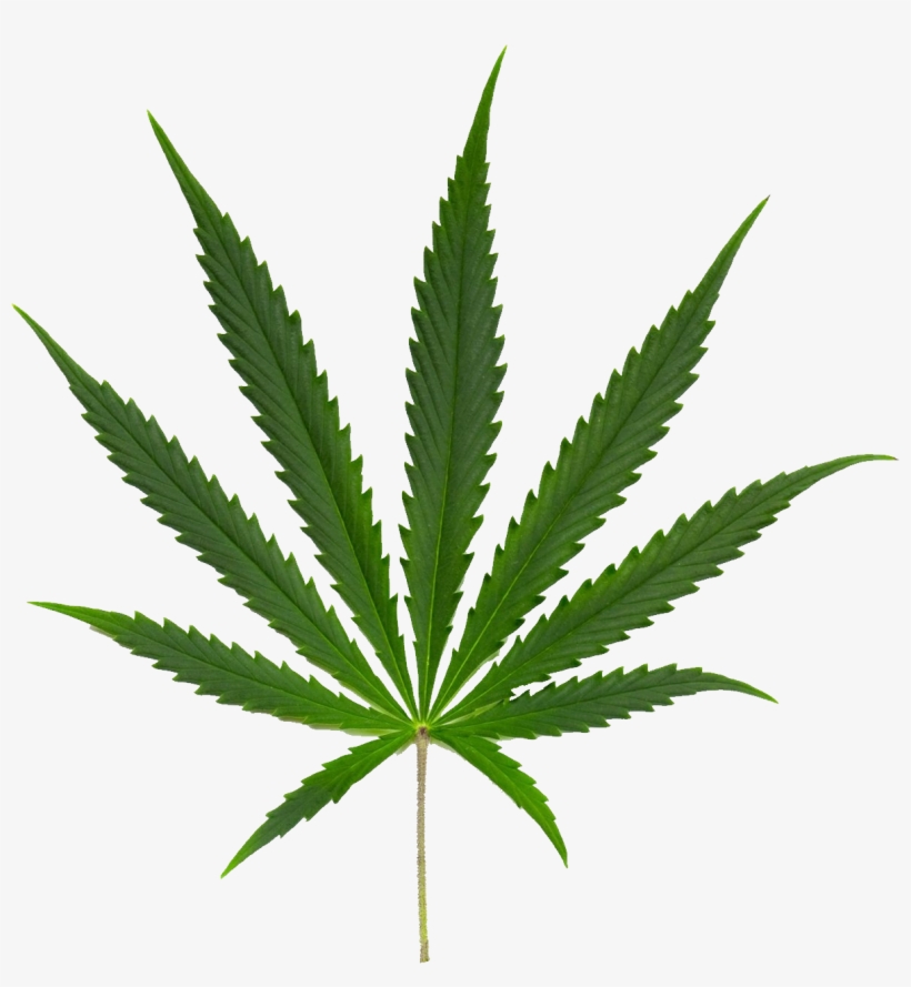 Cannabis Sativa, transparent png #683589