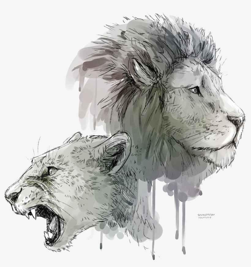 Lioness Roar Transparent Background - Lion And Lioness Drawing, transparent png #683768