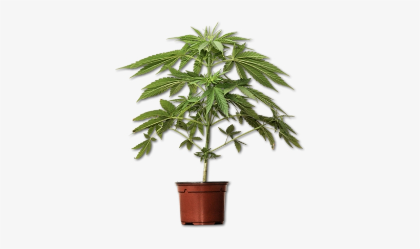 Marijuana Plant - Transparent Cannabis Plant Png, transparent png #683815