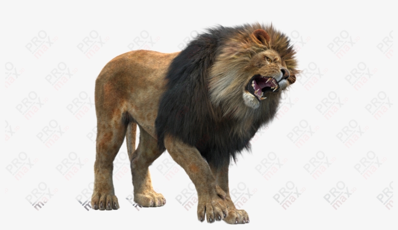 Lion Teeth Png Clip Art Transparent, transparent png #683843