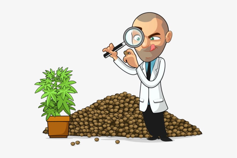 Grew In Popularity I Gathered Fellow Breeders To Bring - Cannabis Cultivation, transparent png #683869