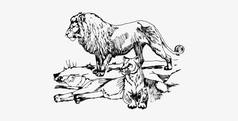 Lion Drawing Line Art Black And White Cougar - Lion Line Drawing, transparent png #684119