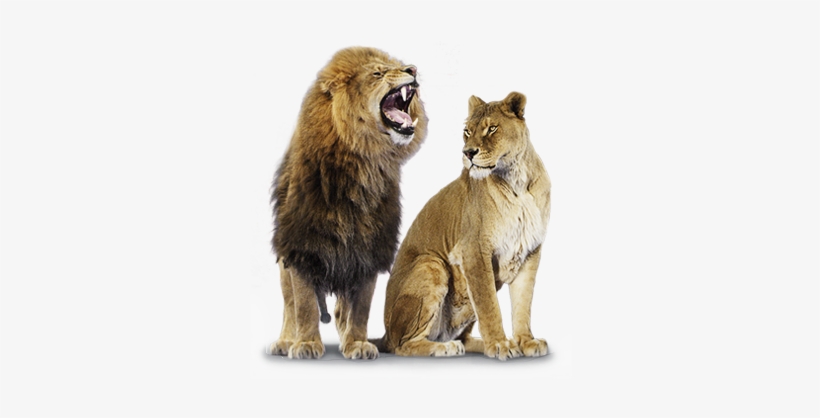 Lion And Lioness Png, transparent png #684161