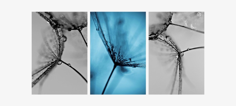 Komplex Vászonkép Pitypang Triumvirátus 155x75cm - Canvas Print, transparent png #685099