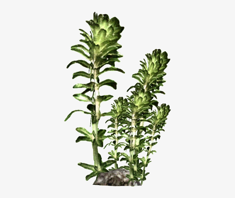 Kelp - Kelp Png, transparent png #685203